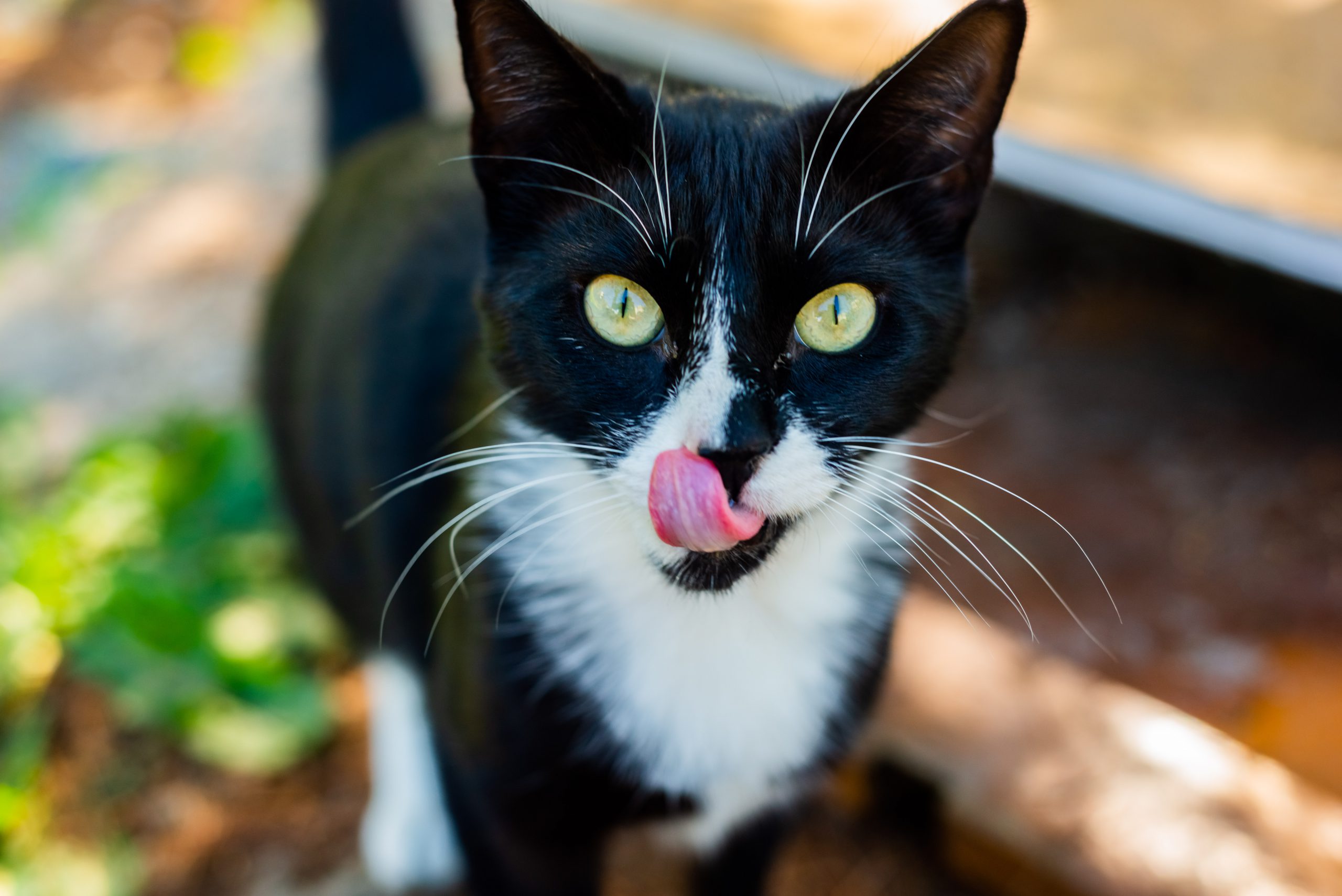 ADOPTA UN GATO