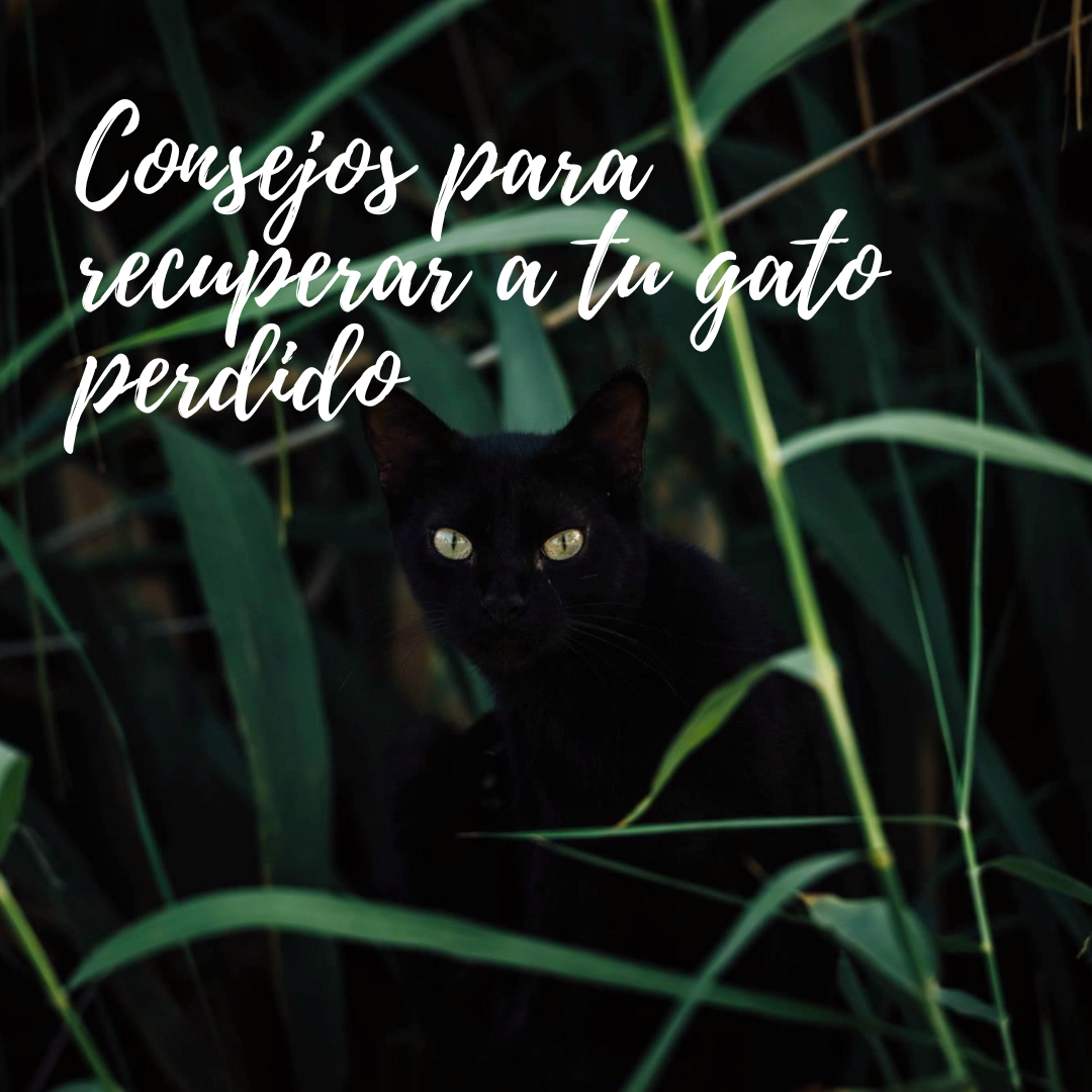 consejos gato perdido