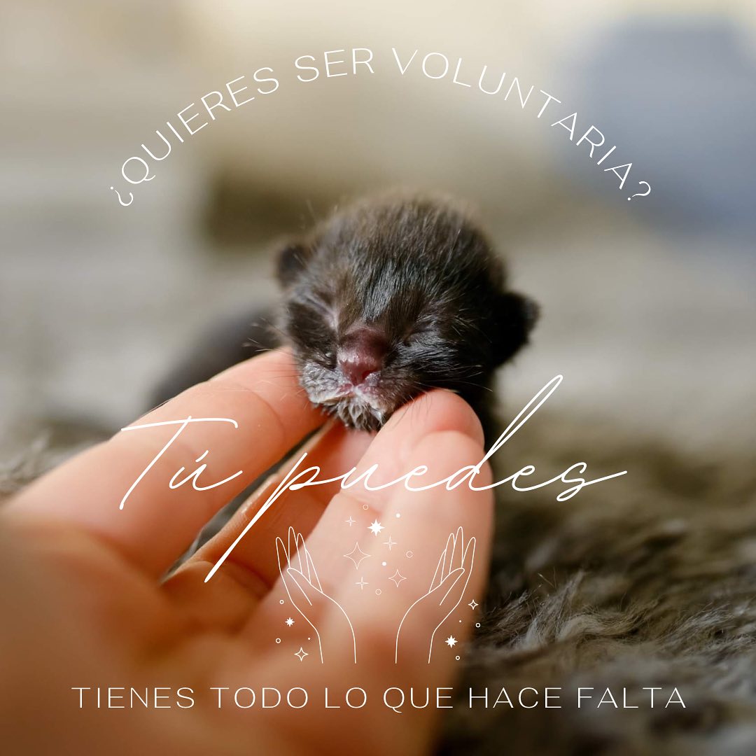AYUDA A UN GATITO