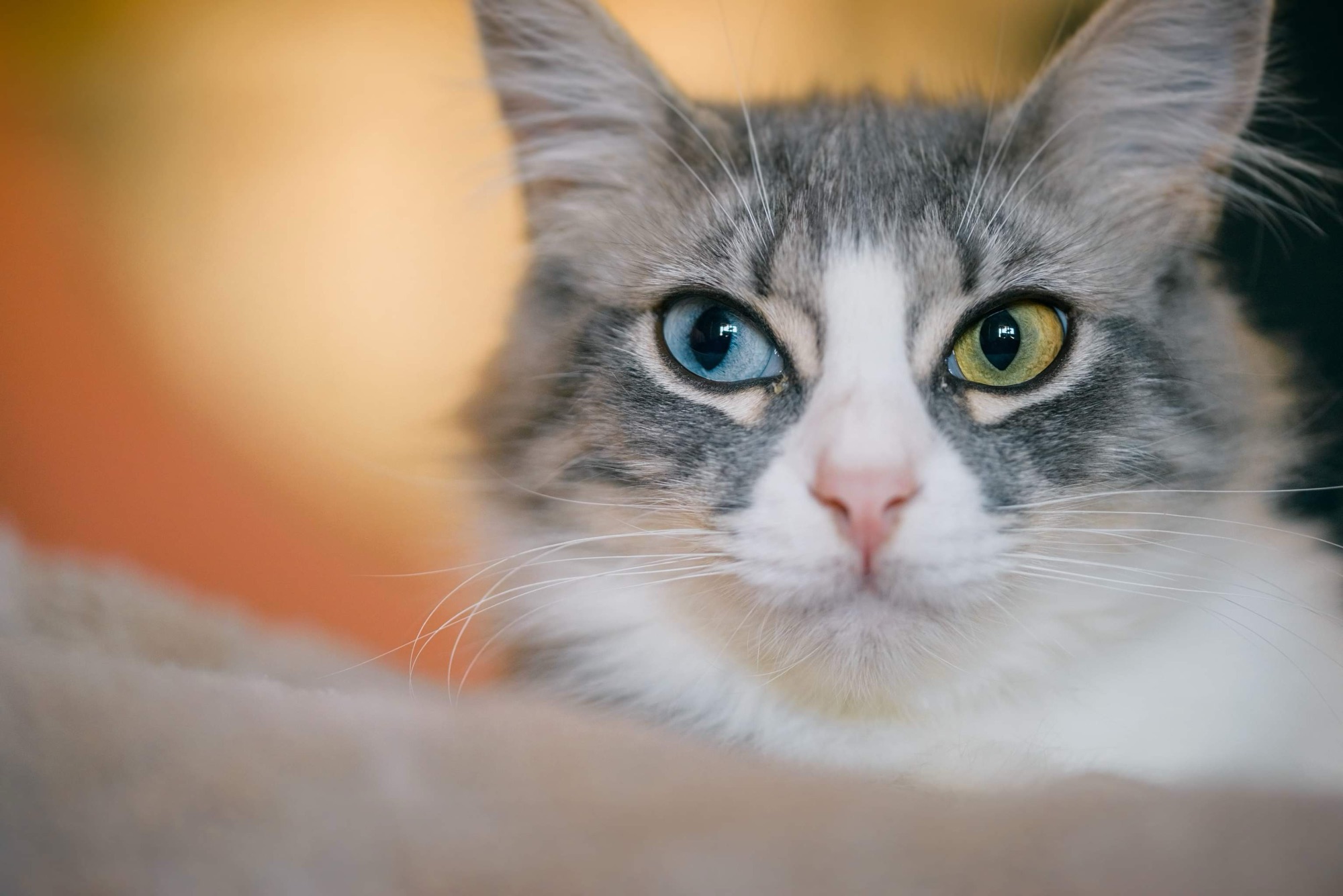 ADOPTA UN GATO